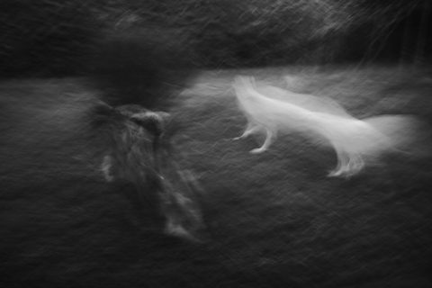 2022 - Pelea de perros