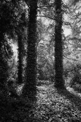 2025 - Analógico B&N