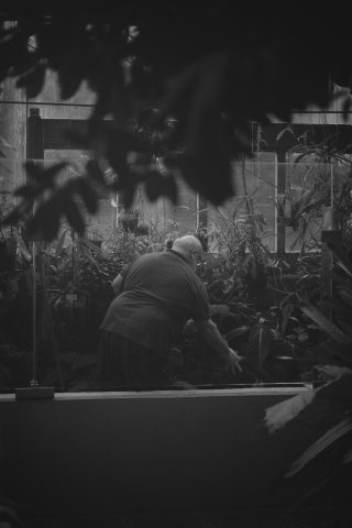 2026 - Estufa de las Palmas