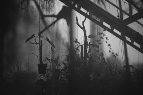 2026 - Estufa de las Palmas