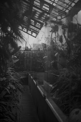 2026 - Estufa de las Palmas