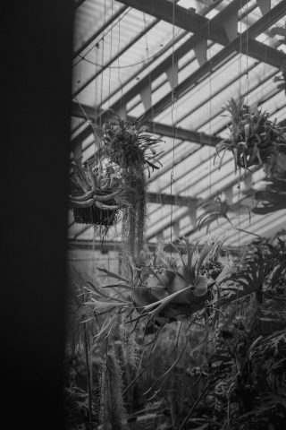 2026 - Estufa de las Palmas