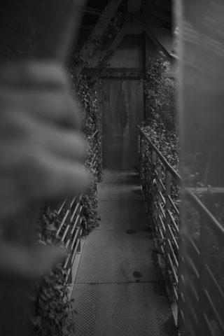 2026 - Estufa de las Palmas