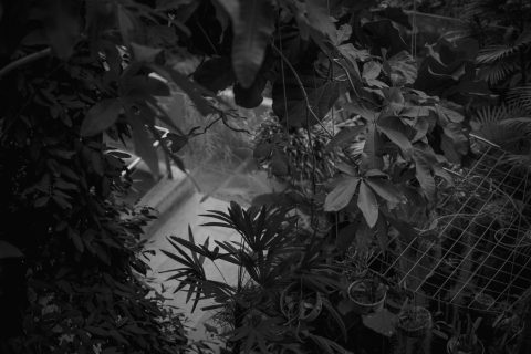 2026 - Estufa de las Palmas