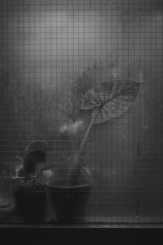 2026 - Estufa de las Palmas