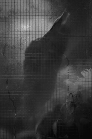 2026 - Estufa de las Palmas