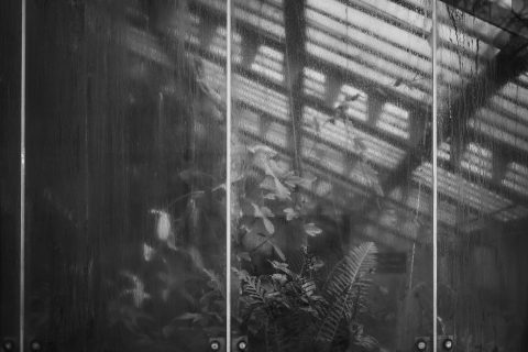 2026 - Estufa de las Palmas