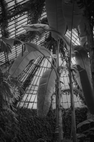 2026 - Estufa de las Palmas