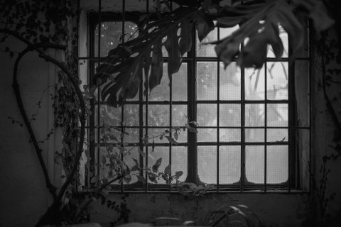 2026 - Estufa de las Palmas