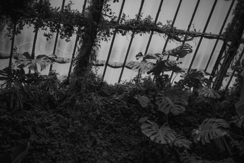 2026 - Estufa de las Palmas