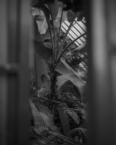 2026 - Estufa de las Palmas